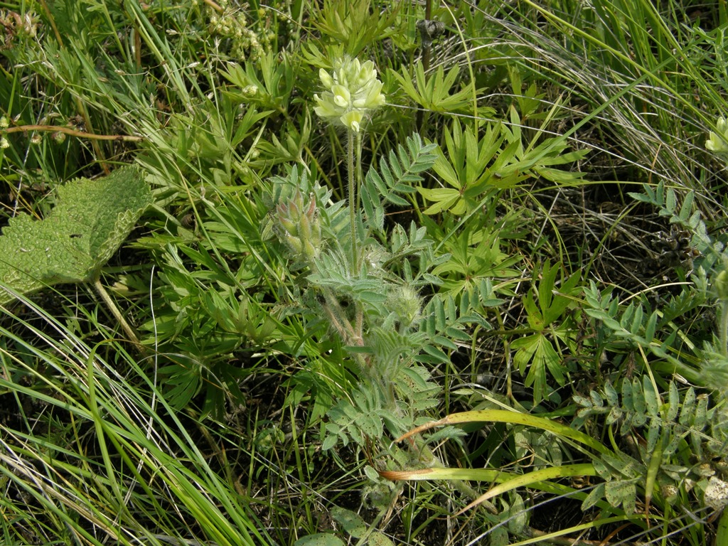 Изображение особи Oxytropis pilosa.