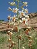 Eremurus soogdianus