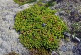 Arctostaphylos uva-ursi