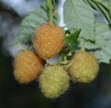 Rubus idaeus