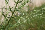 Artemisia vulgaris