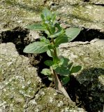 Veronica anagallis-aquatica