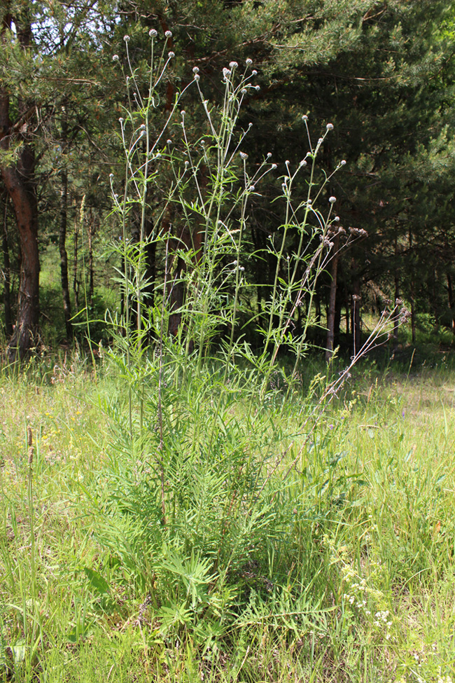 Image of Centaurea scabiosa specimen.