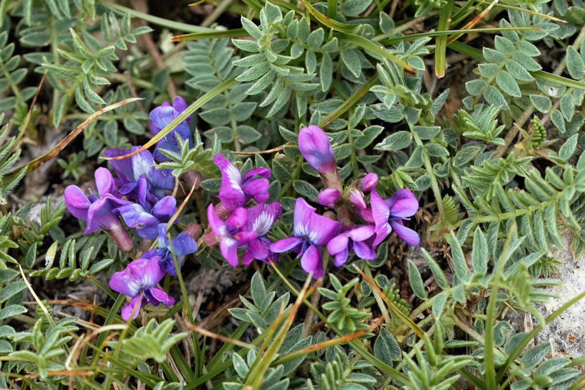 Изображение особи Oxytropis lazica.