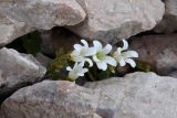 Saxifraga sibirica