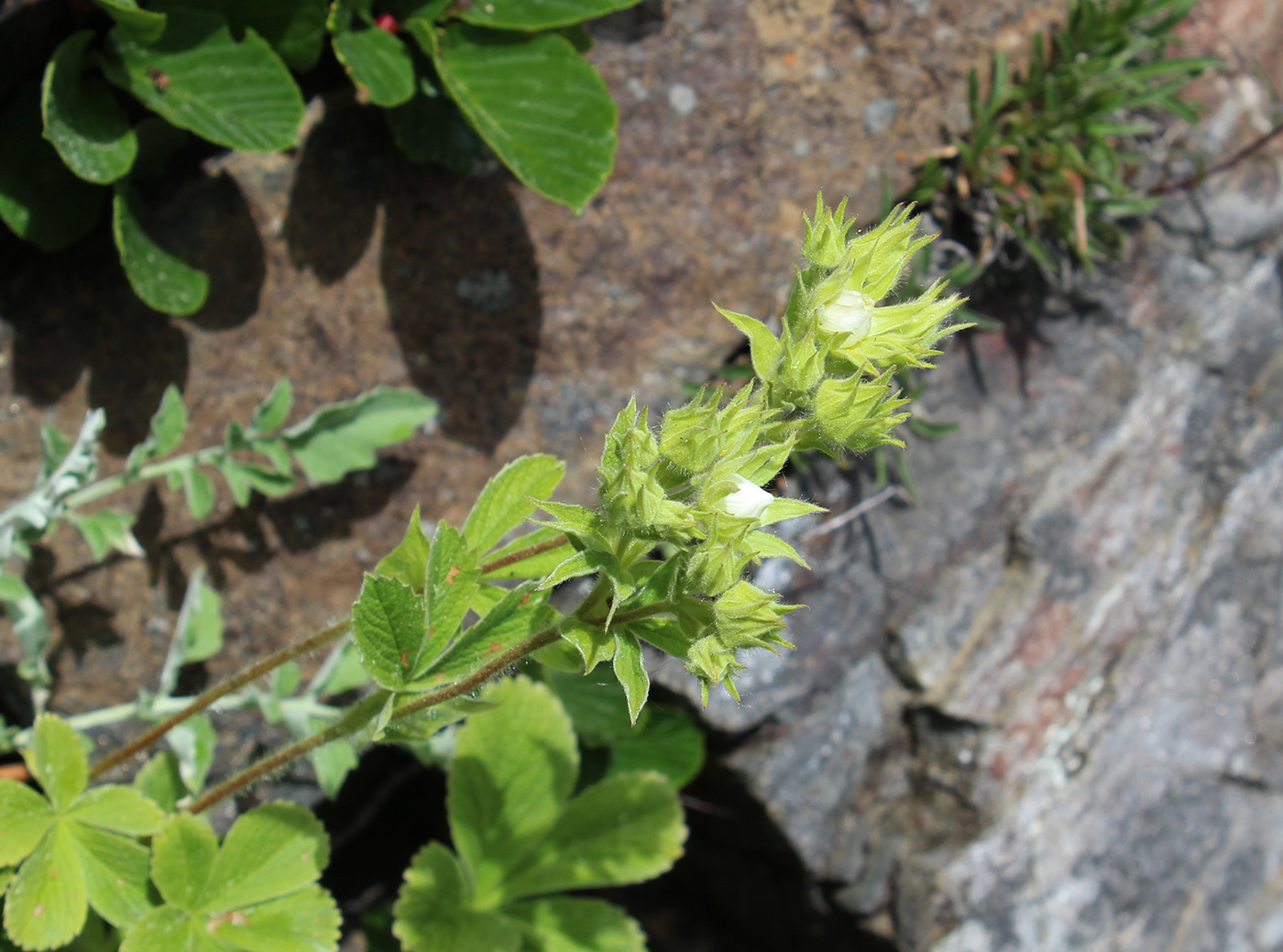 Изображение особи Potentilla brachypetala.