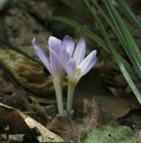 Colchicum umbrosum. Цветущее растение. Крым, окр. с. Соколиного, Большой Каньон, крутой склон вдоль тропы в буковом лесу. 17.08.2017.