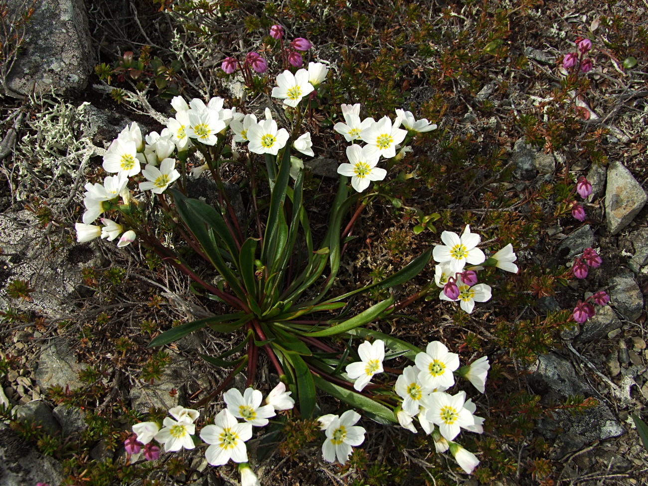 Изображение особи Claytonia soczaviana.