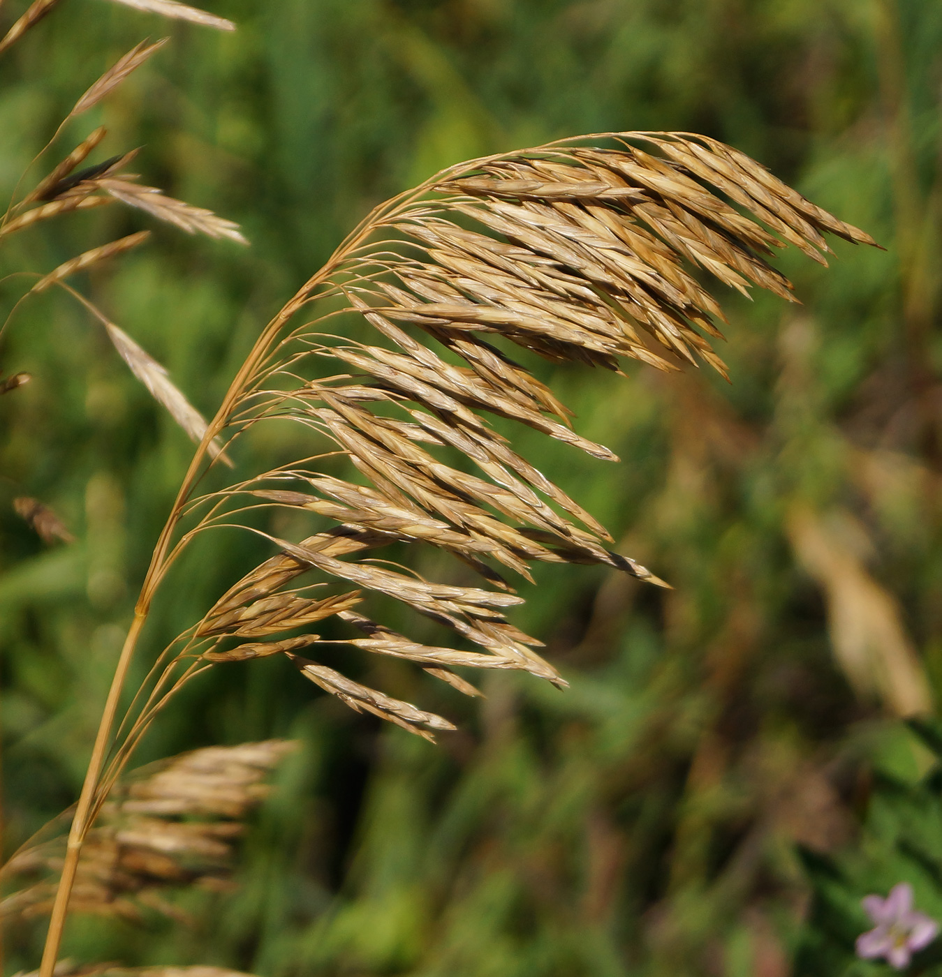 Изображение особи Bromopsis inermis.