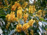 Byrsonima crassifolia. Соцветия и листья. Австралия, г. Брисбен, ботанический сад. 29.12.2017.