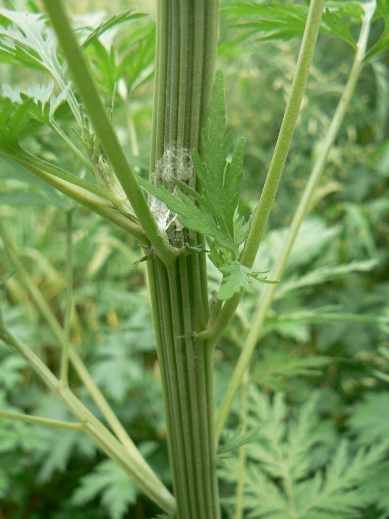 Image of Artemisia sieversiana specimen.