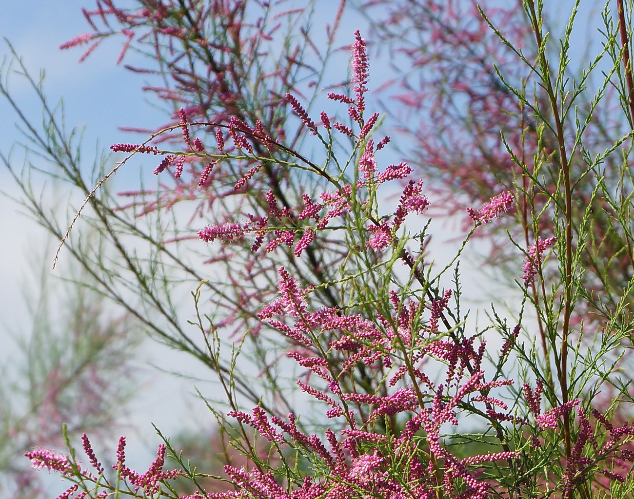 Изображение особи Tamarix ramosissima.