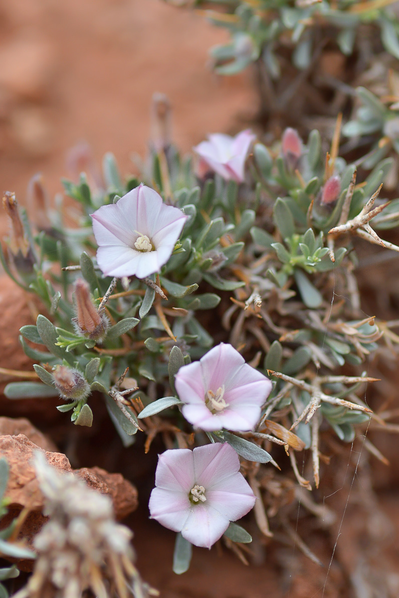 Изображение особи Convolvulus tragacanthoides.