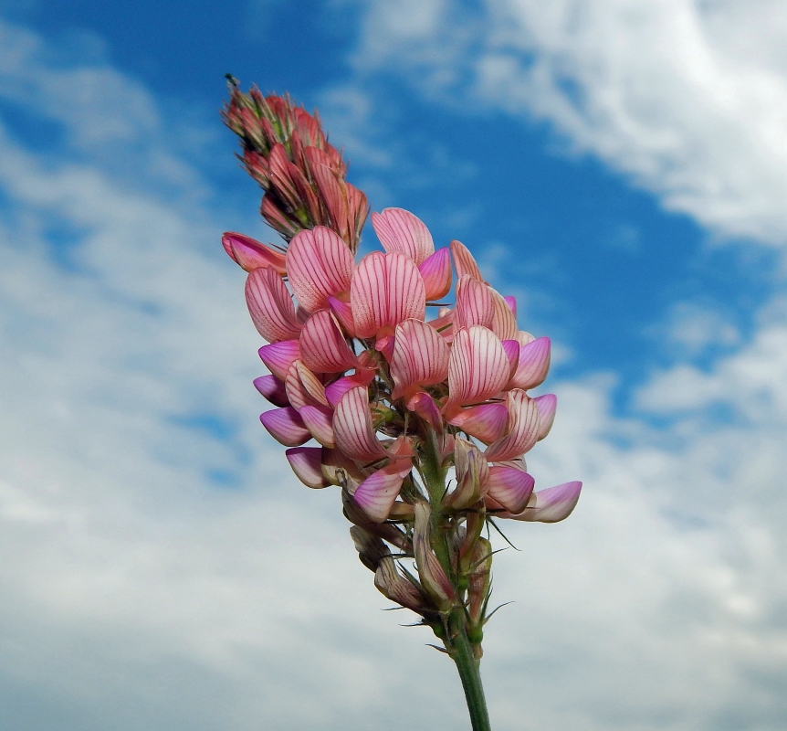 Изображение особи Onobrychis viciifolia.