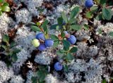 Vaccinium uliginosum подвид microphyllum. Плодоносящее растение. Мурманская обл., Хибины, перевал Южный Рисчорр, ≈ 900 м н.у.м., кустарничково-лишайниковая тундра. 08.08.2018.