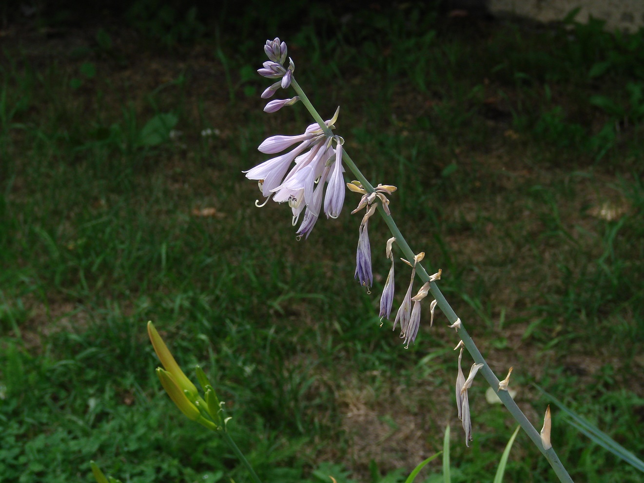 Изображение особи род Hosta.