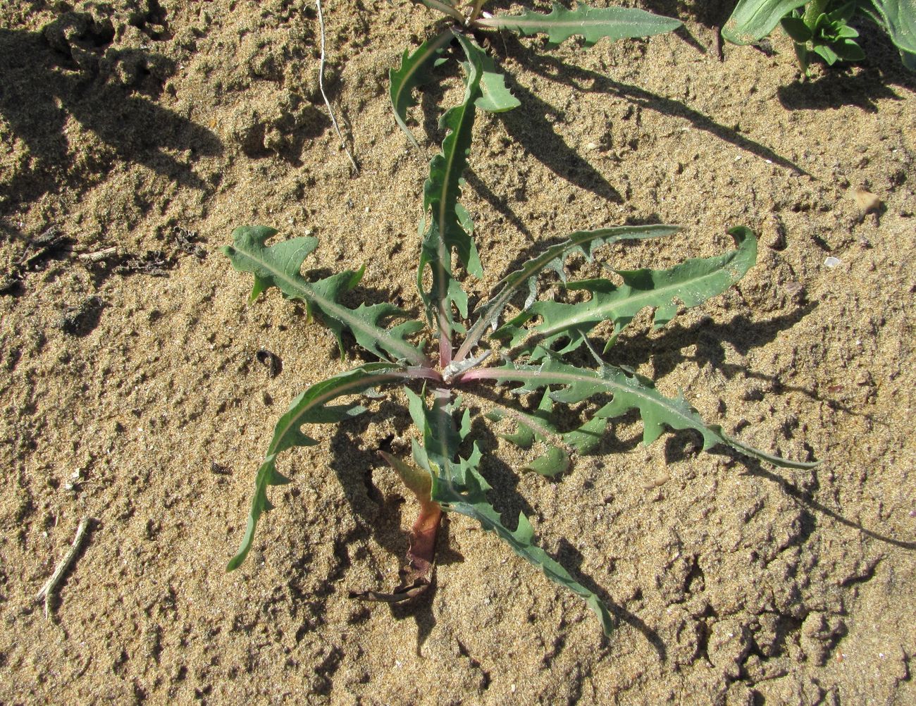 Изображение особи Lactuca tatarica.