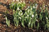 Galanthus elwesii