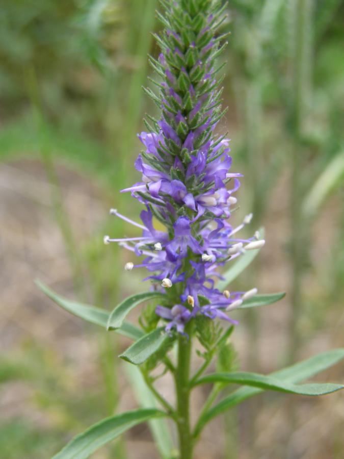 Изображение особи Veronica spicata.