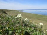 Anemonastrum villosissimum. Цветущие растения. Берингово море, Карагинский зал., о. Верхотурова, тундра. 17.06.2019.