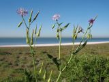 Lactuca undulata. Верхушка цветущего растения. Южный Казахстан, вост. предгорья хр. Сырдарьинский Каратау, Закаратауская равнина (возвышенность), сев. побережье оз. Ащиколь, прибрежные пестроцветы. 6 мая 2019 г.