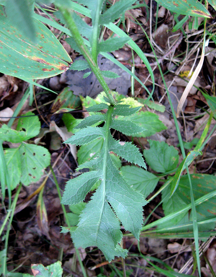 Изображение особи Serratula tinctoria.