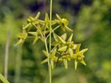 Pycnostelma paniculatum