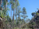 род Pandanus