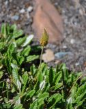 Dryas oxyodonta