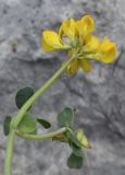 Coronilla minima. Верхушка веточки с распустившимся и нераспустивщимся соцветиями. Испания, автономное сообщество Каталония, провинция Жирона, комарка Альт-Эмпорда, муниципалитет Альбанья, окр. комплекса Santuari de la Mare de Déu del Mont, 1124 м н.у.м., в расщелине известняковой скалы. 10.04.2023.