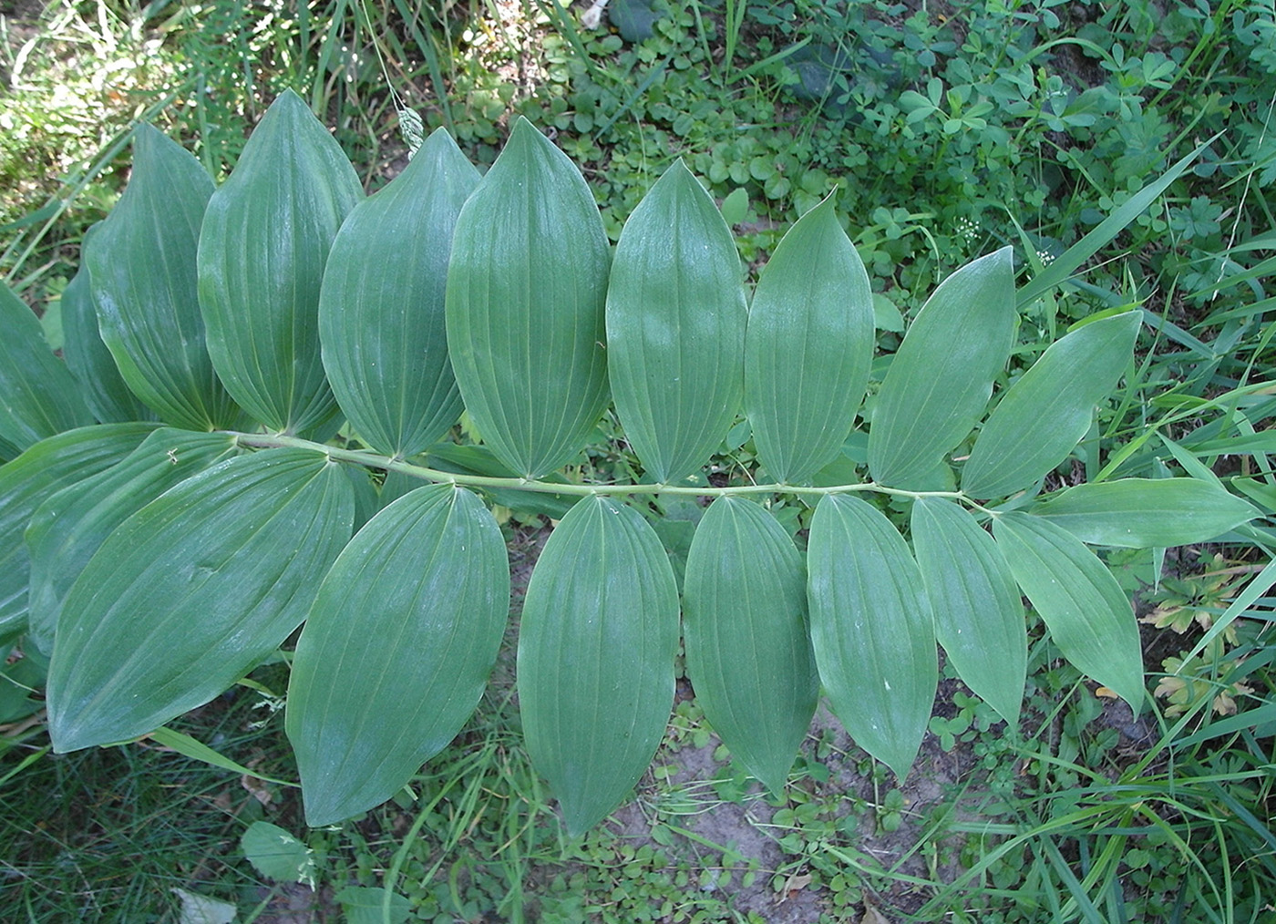 Изображение особи род Polygonatum.