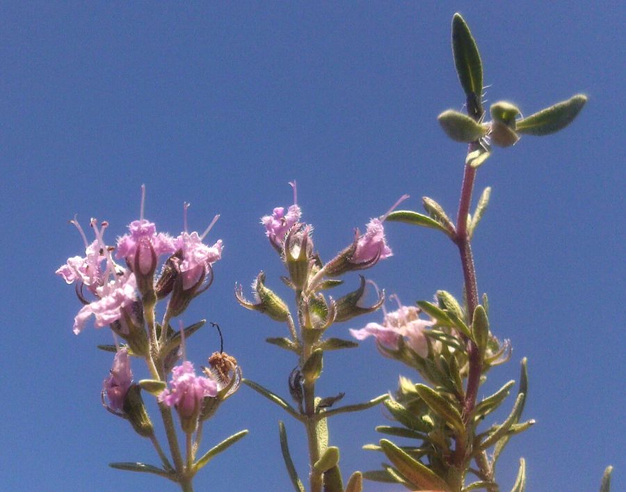 Изображение особи Thymus calcareus.