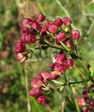 Galium physocarpum