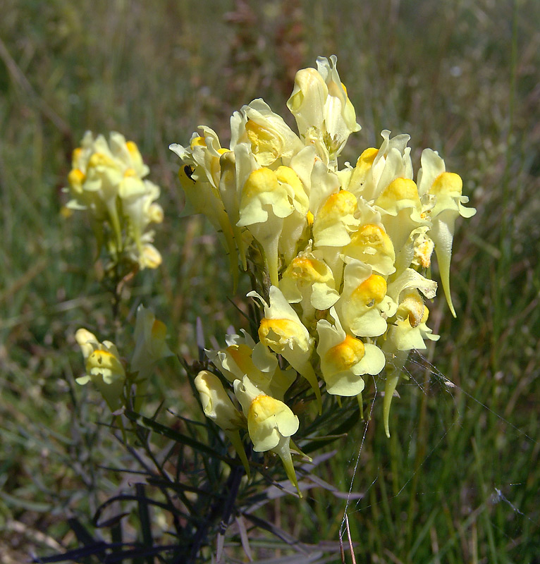 Изображение особи Linaria vulgaris.