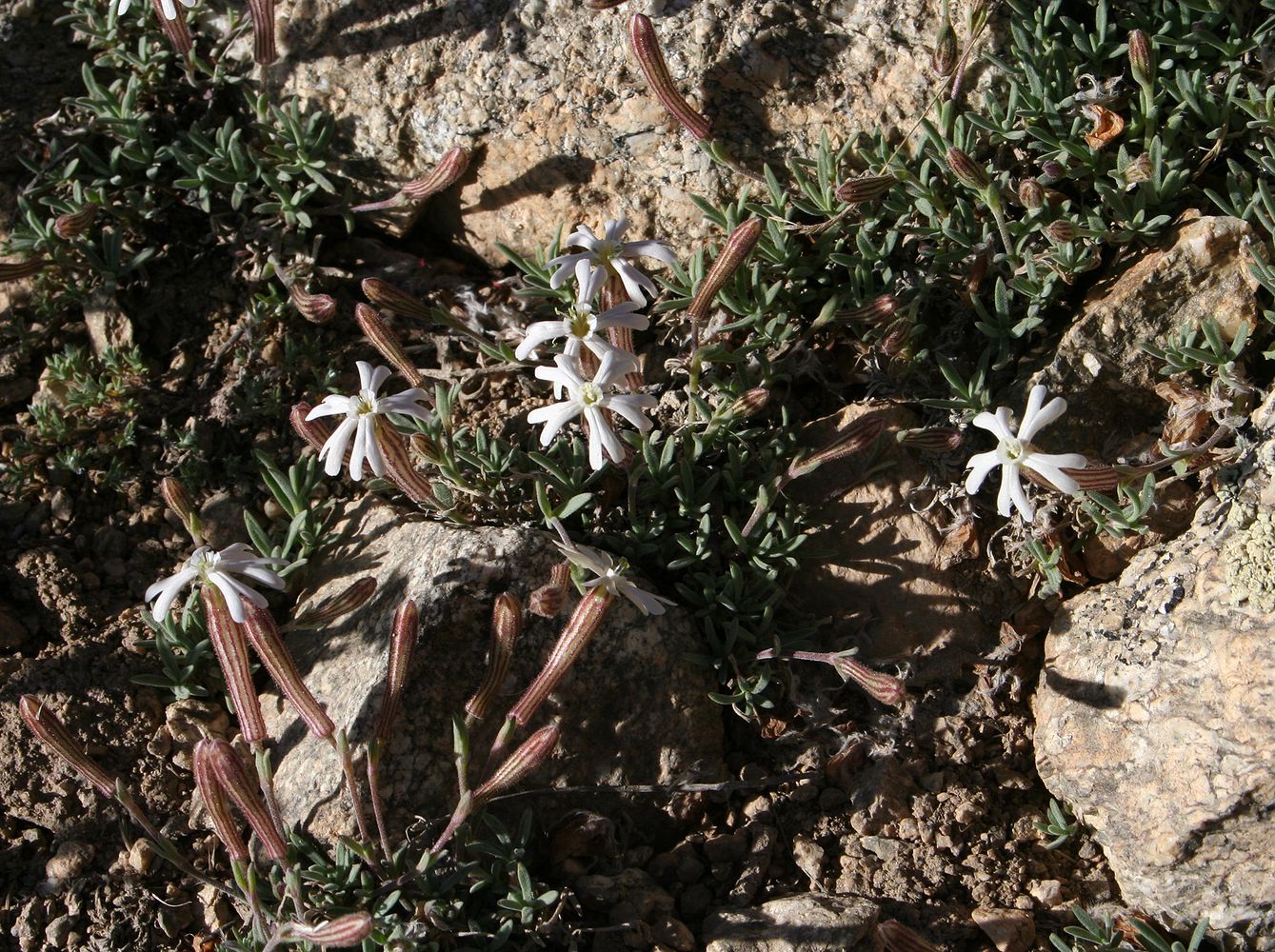 Изображение особи Silene microphylla.