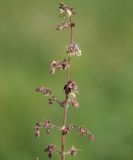 Humulopsis scandens