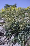 Megacarpaea orbiculata. Плодоносящее растение. Южный Казахстан, хр. Боролдайтау, гора Нурбай. 23.04.2012.