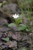 Trientalis europaea