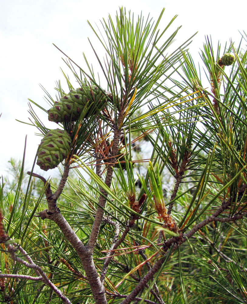 Image of Pinus halepensis specimen.