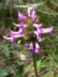 Betonica officinalis. Соцветие. Испания, автономное сообщество Каталония, провинция Барселона, монастырь Монтсеррат, обочина тропинки в лиственном лесу на склоне скалы. 09.07.2012.