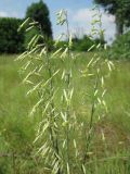 Silene chlorantha