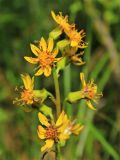 Ligularia lydiae