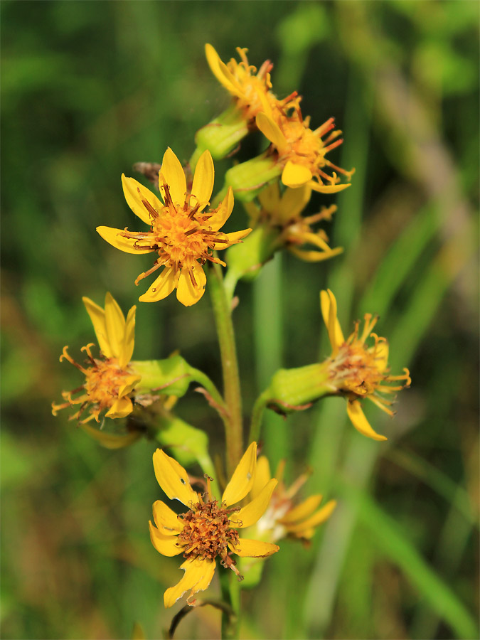 Изображение особи Ligularia lydiae.