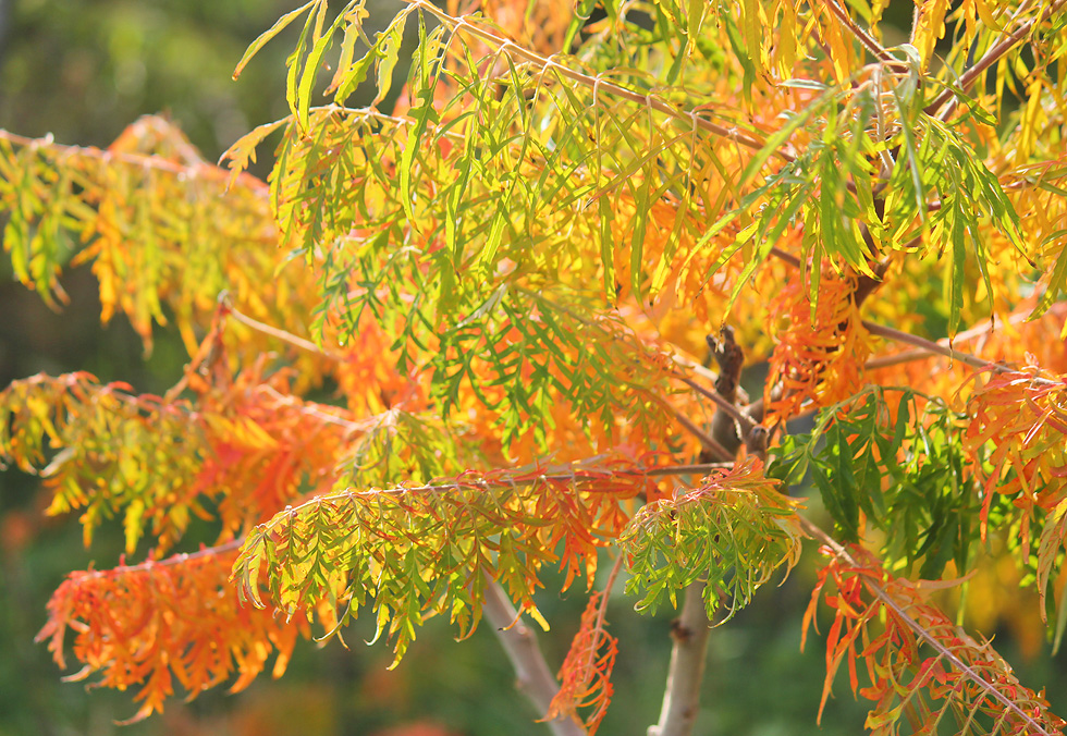 Изображение особи Rhus typhina f. laciniata.