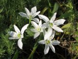 Ornithogalum kochii