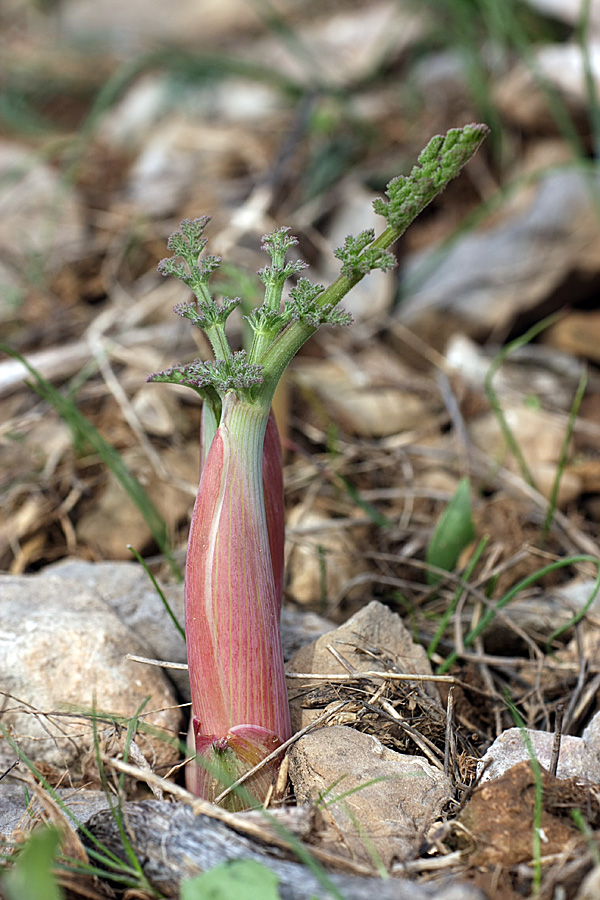 Изображение особи Ferula tenuisecta.