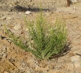 Salsola imbricata