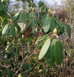 Rhododendron sutchuenense. Ветвь с цветочными почками. Германия, г. Дюссельдорф, Ботанический сад университета. 02.03.2014.