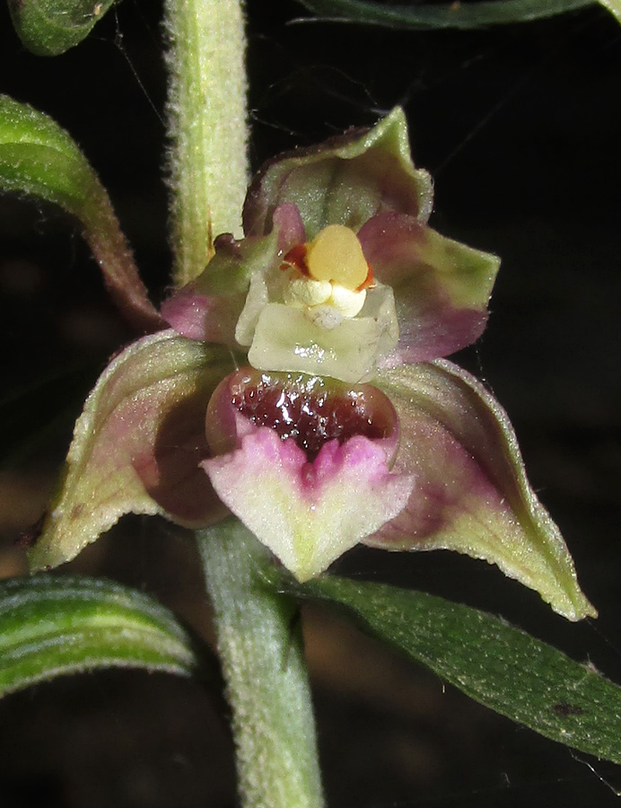 Изображение особи Epipactis helleborine.