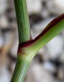 Peucedanum tauricum